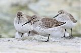 Dunlin